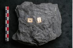 Foto (Detailansicht) von Noeggerathia palmaeformis Goeppert (NHMW-GEO-2024-0188-10743)